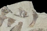 Fossil Fish (Gosiutichthys) Mortality Plate - Lake Gosiute #68422-3